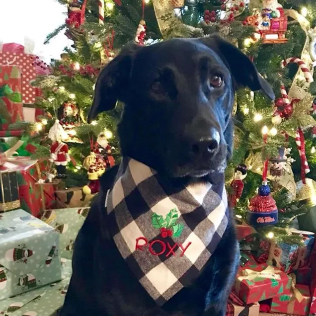 Dog Bandana Buffalo Plaid with Christmas Holly Personalized with Pets Name