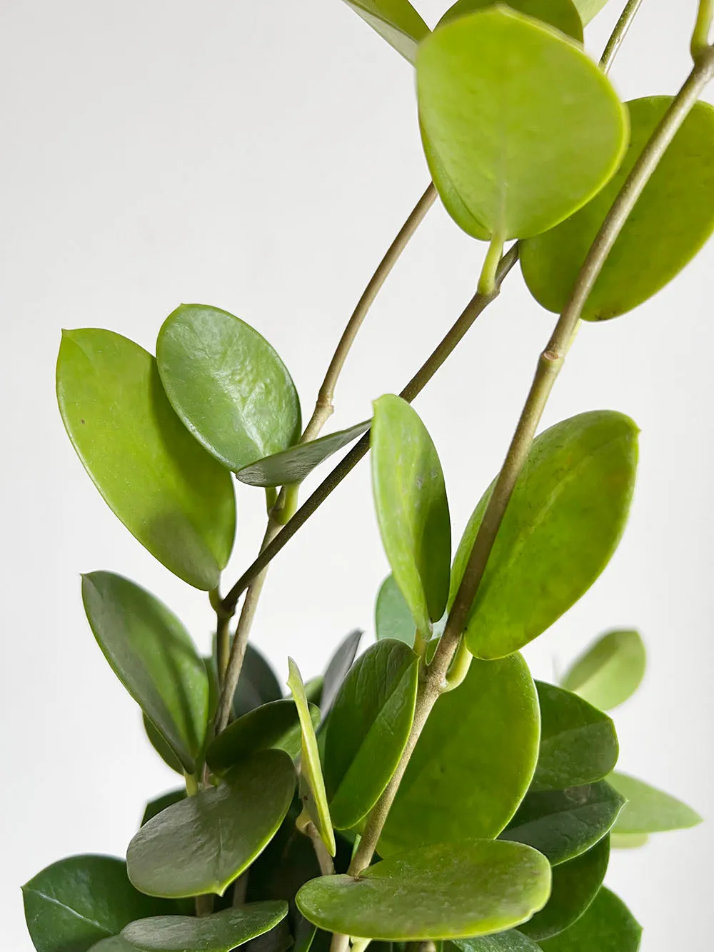 Hoya Australis